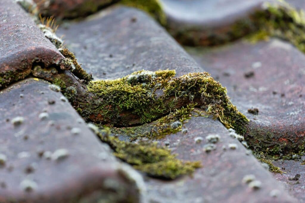 moss growing on roof on greater vancouver home